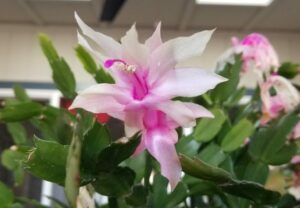 Christmas Cactus