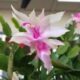 Christmas Cactus