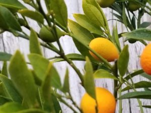 DIY Garden Ideas